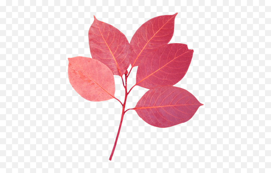 Download Flores Y Hojas Png Image - Smooth Sumac,Hojas Png