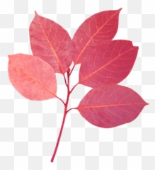 Download Flores Y Hojas Png Image - Smooth Sumac,Hojas Png