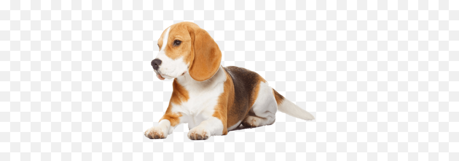 Beagle Transparent Image - Beagle Transparent Png,Beagle Png