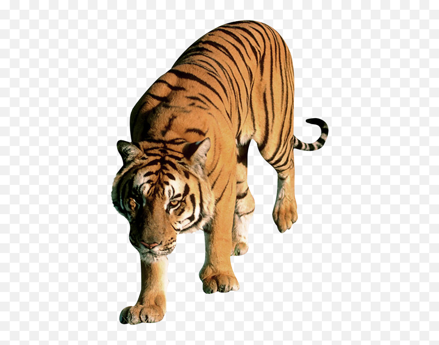 Tiger Png Image Without Background Web Icons - High Resolution Tiger No Background,Tiger Png