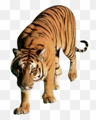 Tiger Png Image Without Background Web Icons - High Resolution Tiger No Background,Tiger Png