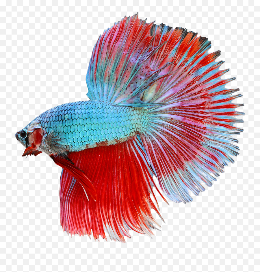Betta Fish Png Images Collection For Transparent