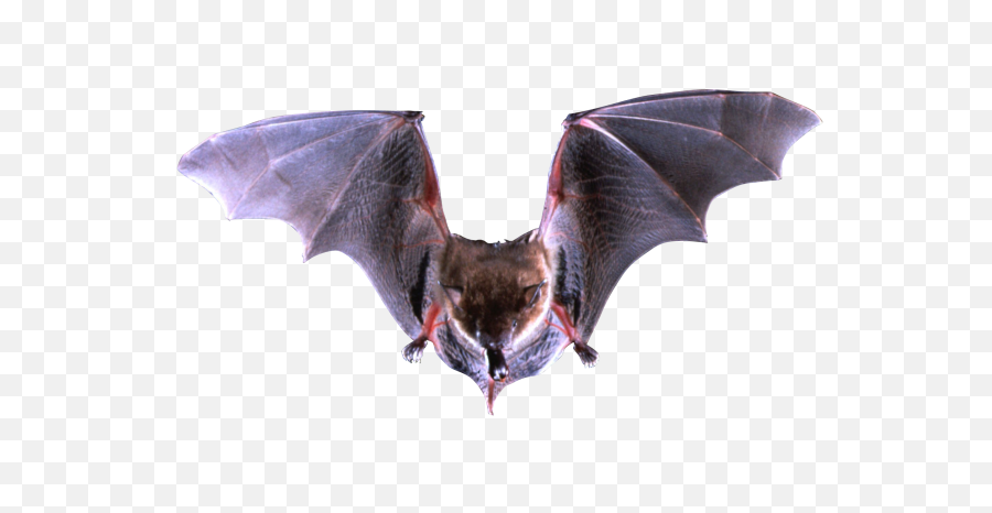 Free Png Images Download Bat Transparent Background