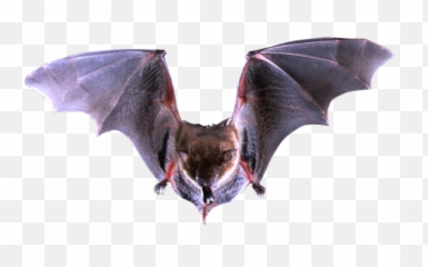 Free Png Images Download Bat Transparent Background