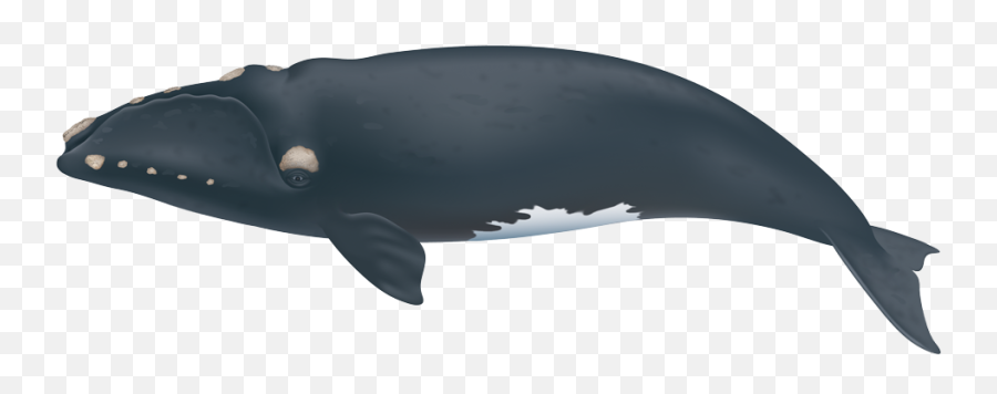 Extinction Looms For North Atlantic Right Whales - North Atlantic Right Whale Png,Whale Transparent Background