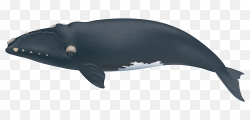 Extinction Looms For North Atlantic Right Whales - png