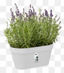 Elho - Loft Urban Green Wall Duo 28cm Blumentöpfe Png,Green Wall Png
