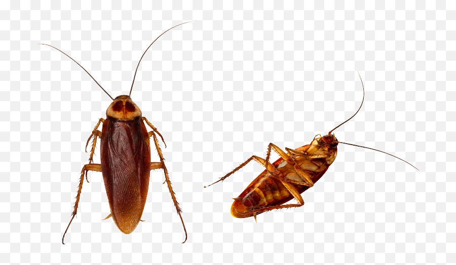 Clip Art Centipedes Images Gallery - Cockroach Png,Cockroach Transparent