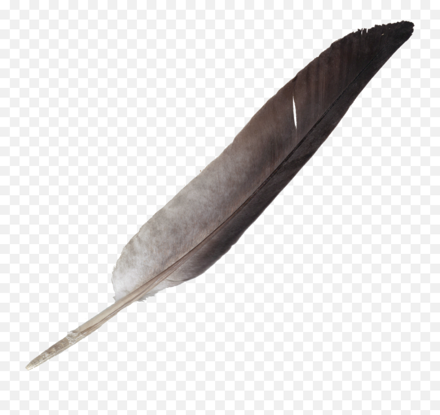 7 Feathers Png Transparent Onlygfxcom - Transparent Background Pen Feather Png,Black Feathers Png