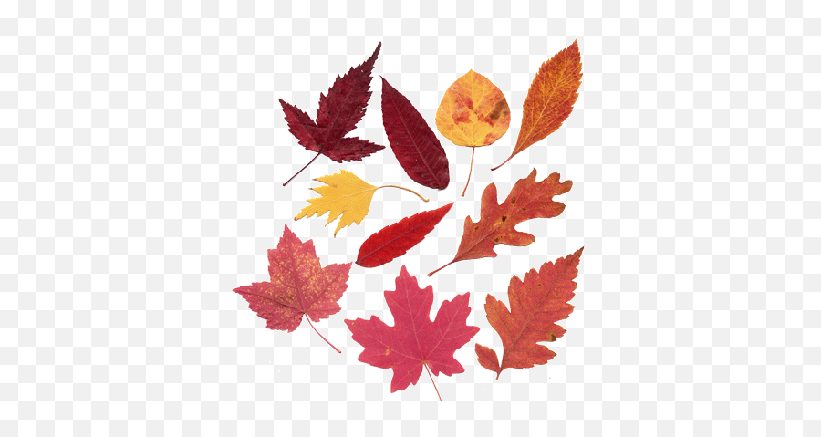 Hi - Res Image Of Fall Leavesassorted Maple Leaf Png,Falling Leaves Gif Transparent