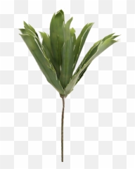 Yucca Plant - Plant Stem Grass Transparent Cartoon Jingfm Grass Png,Yucca Png