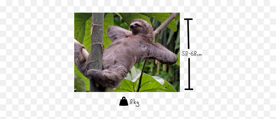 Sloth U2014 Facts - Animalsu0027 Move Sloths Relaxing Png,Sloth Transparent