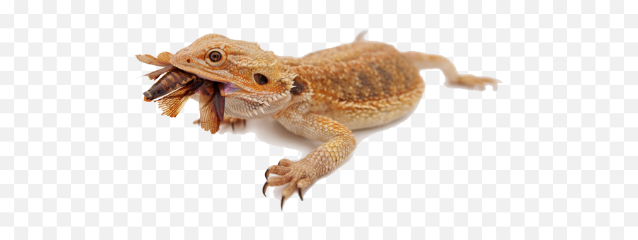 Bearded Dragon Png Image - Bearded Dragon Transparent Background,Bearded Dragon Png