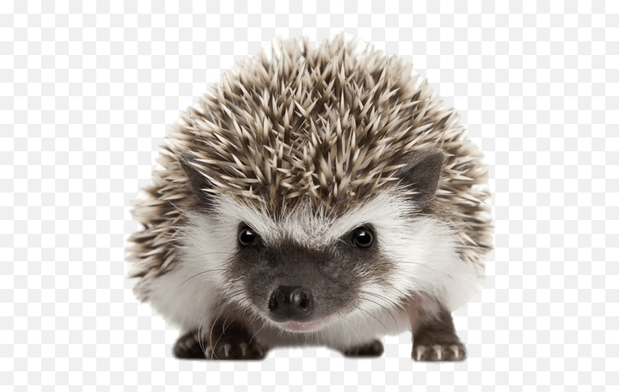 Hedgehog Front View Transparent Png - Transparent Background Hedgehog Png,Hedgehog Png