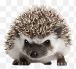 Hedgehog Front View Transparent Png - Background