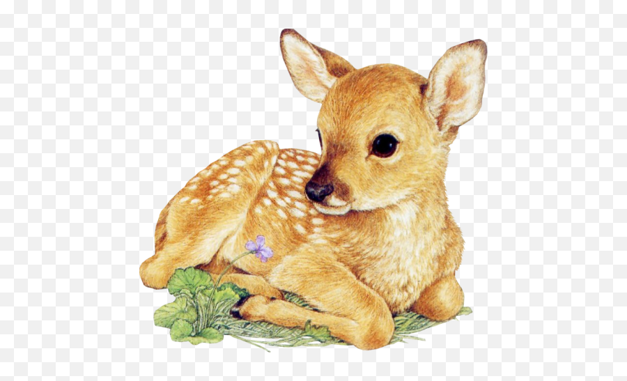 Animal Drawings - Baby Deer Laying Down Png,Baby Deer Png
