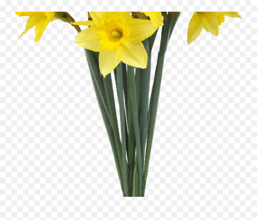 Download Hd Spring Daffodils Transparent Background Flower - Transparent Background Daffodil Transparent Png,Spring Flowers Png