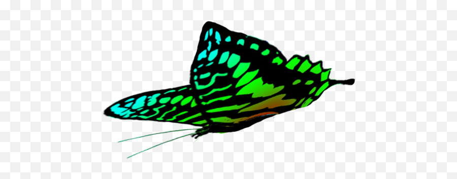 Butterfly Clipart - Green Butterfly Png Drawing,Fly Clipart Png