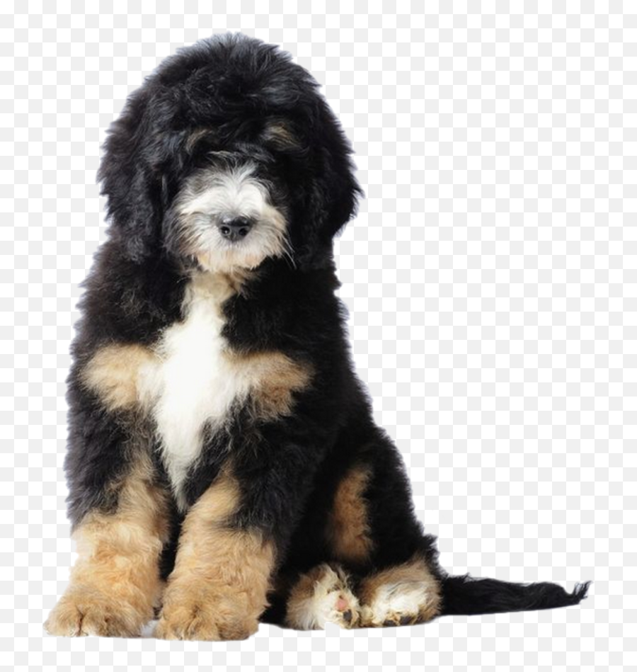 Bernese Mountain Dog Poodle Bernedoodle Puppy Goldendoodle - Puppy Bernese Mountain Poodle Png,Puppy Png