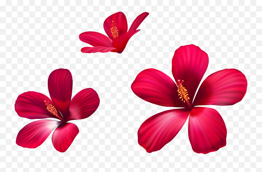 Exotic Flowers Png Tropical Flower