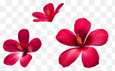 Exotic Flowers Png