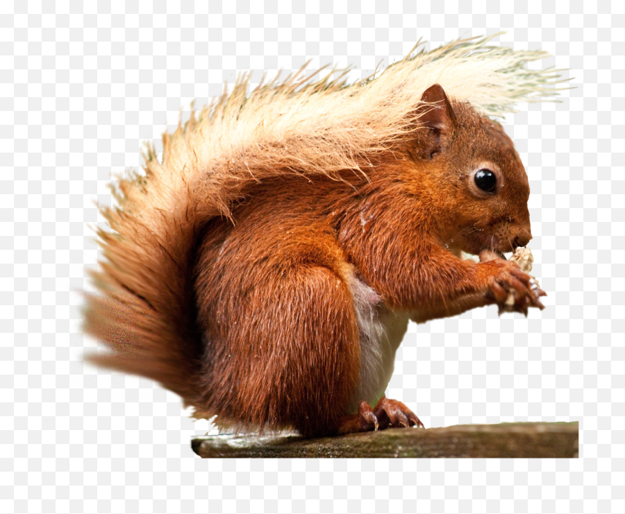 Squirrel Png Transparent Images - Red Squirrel,Squirrel Png