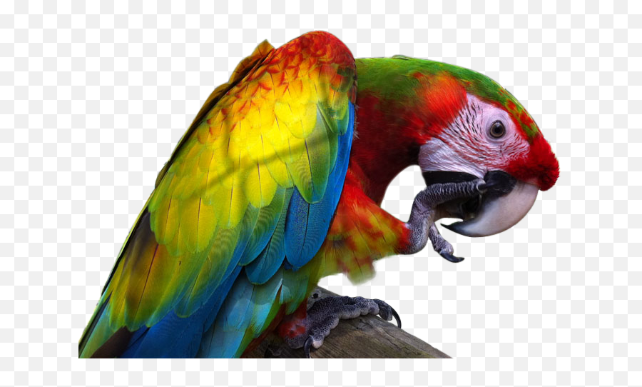Png Image With Transparent Background - Verde Macaw,Macaw Png