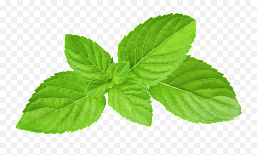Mint Leaves Transparent Plant Vector - Transparent Mint Leaf Png,Mint Leaves Png