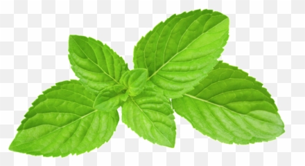Mint Leaves Transparent Plant Vector - Leaf Png