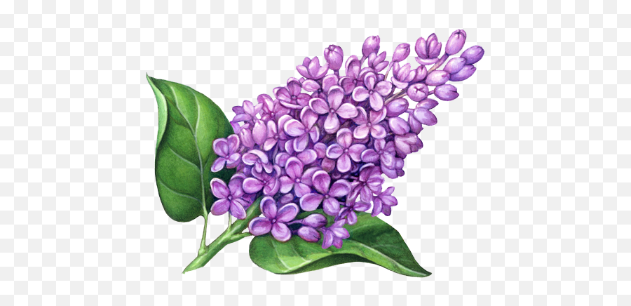 Lilac Flower Transparent Png Clipart - Lilac Flower Drawing,Lilac Png