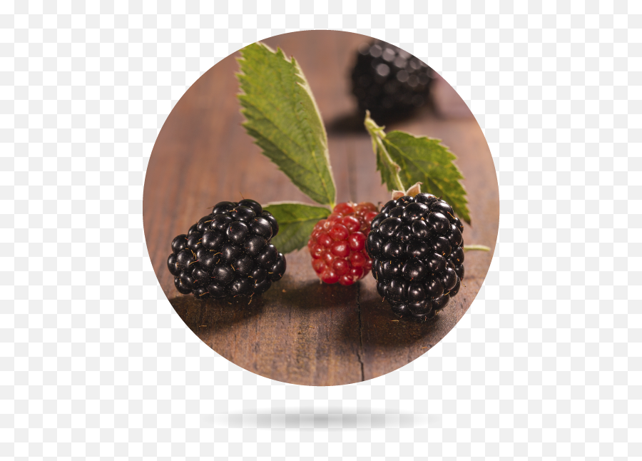 Organic Blackberry - Bionest Agricultura Ecológica Png,Blackberries Png