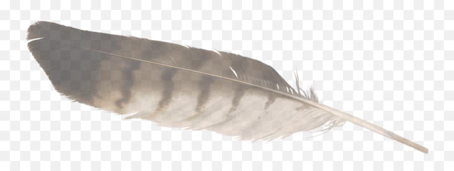 Eagle Feather Tilt Png