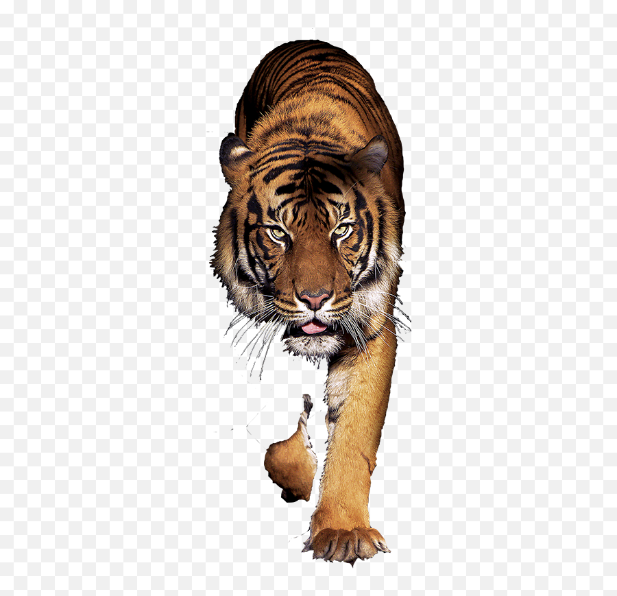 Tiger Machine Pathfinder Systems - Tiger Wallpaper 4k Png,Bengal Tiger Icon