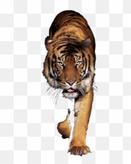 Tiger Machine Pathfinder Systems - Tiger Wallpaper 4k Png,Bengal Tiger Icon