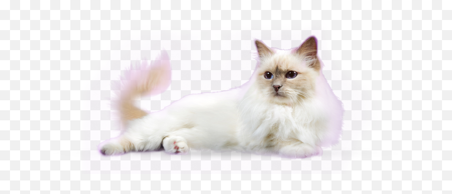 White Cat Transparent Background - Sleeping Cat With Transparent Background Png,Cat With Transparent Background