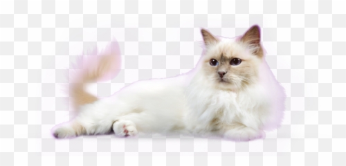 White Cat Transparent Background - Sleeping With png