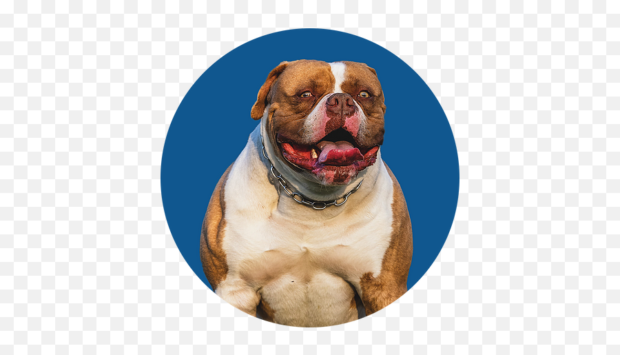 About Royalbulls American Bulldogs - Martingale Png,British Icon Bulldogs