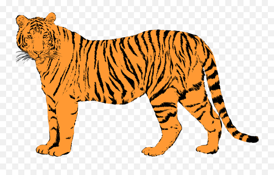 Year Of The Tiger 2022 Complete Visual Guide Scmp - Tiger Year 2022 Png,Happy Chinese New Year Icon