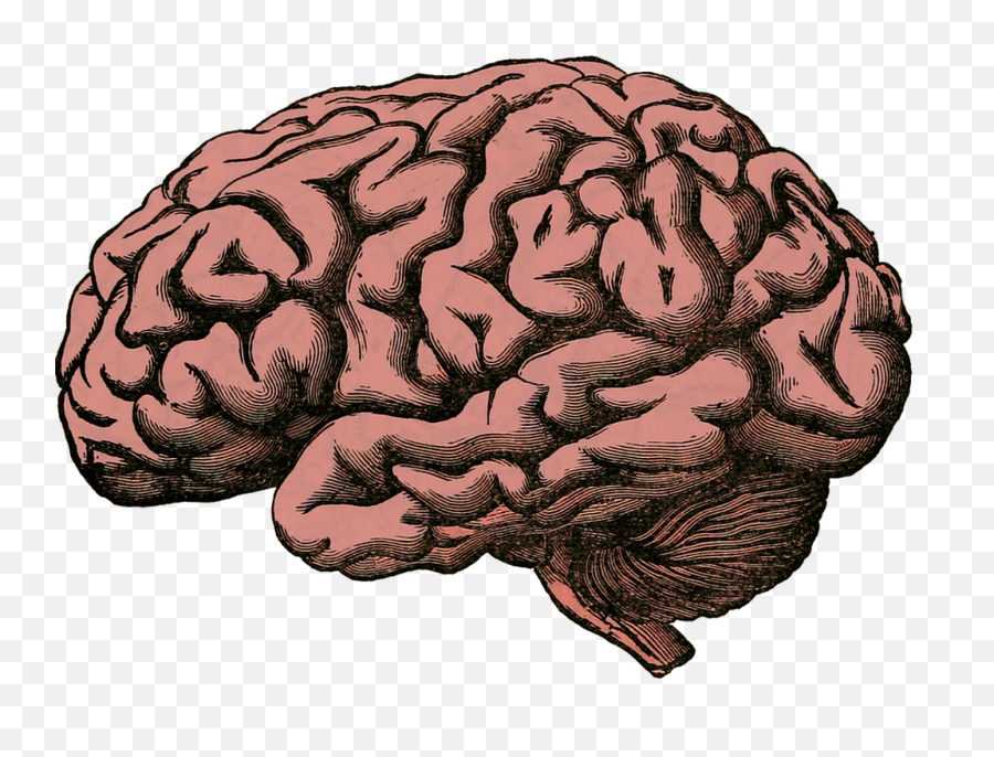 Brain Png Transparent Human