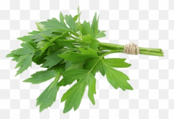 Lovage Transparent Png - Lovage Herb,Herbs Png