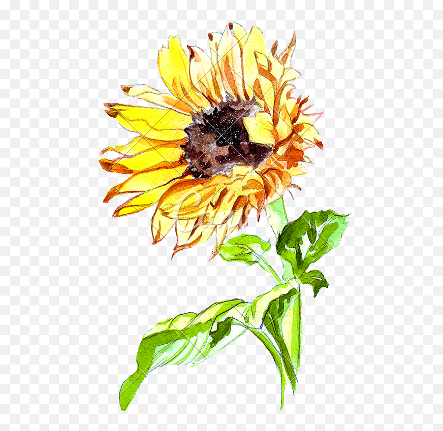 Sunflower Watercolor Transparent Png - Sunflower,Watercolor Sunflower Png