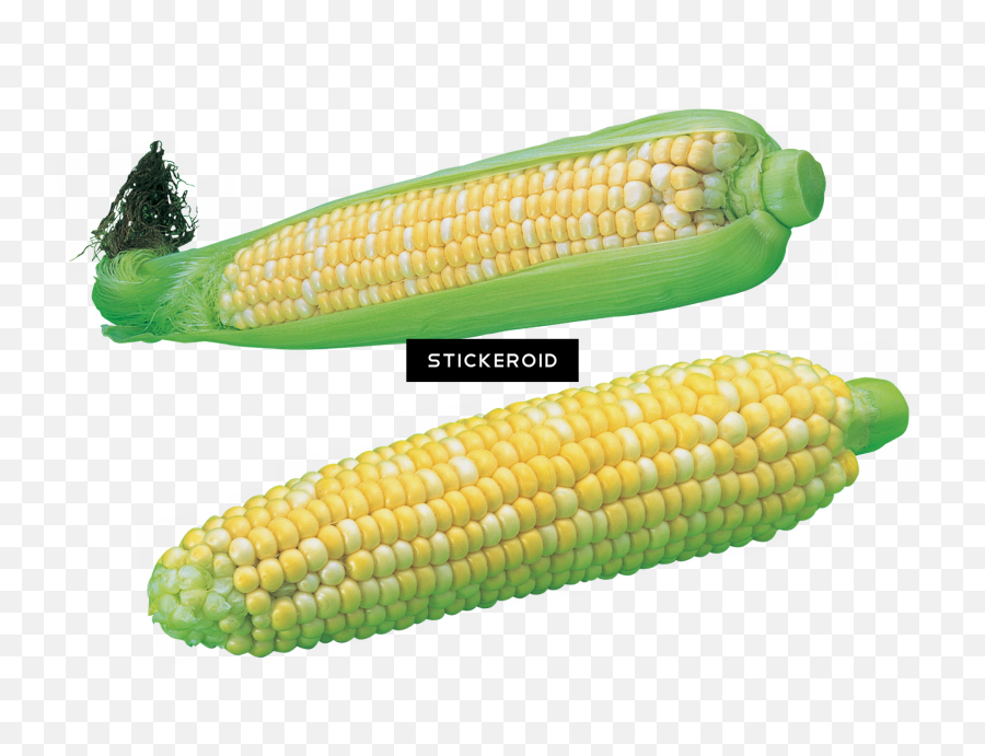 Download Corn - Corn Kernels Png Image With No Background Maize,Corn Transparent
