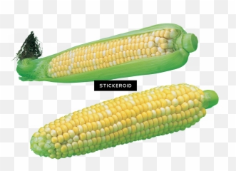 Download Corn - Corn Kernels Png Image With No Background Maize,Corn Transparent