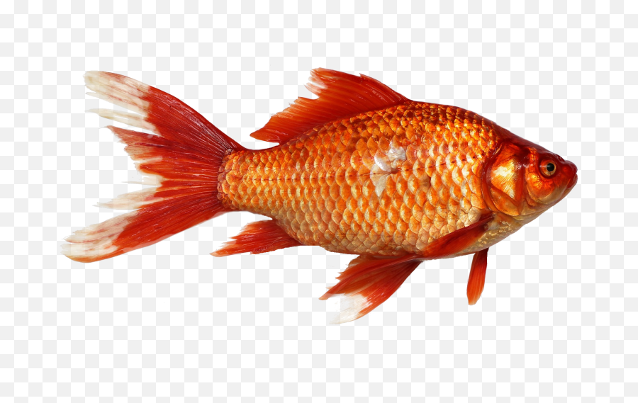 Goldfish Carp Fish Transparent - Fish And Their Young Ones Png,Fish Png Transparent