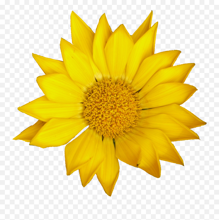 4 Sunflower Png Transparent Onlygfxcom Sun Flower