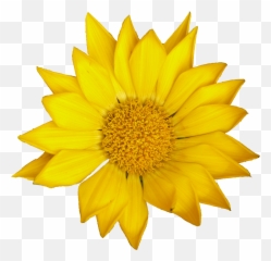 4 Sunflower Png Transparent Onlygfxcom Sun Flower