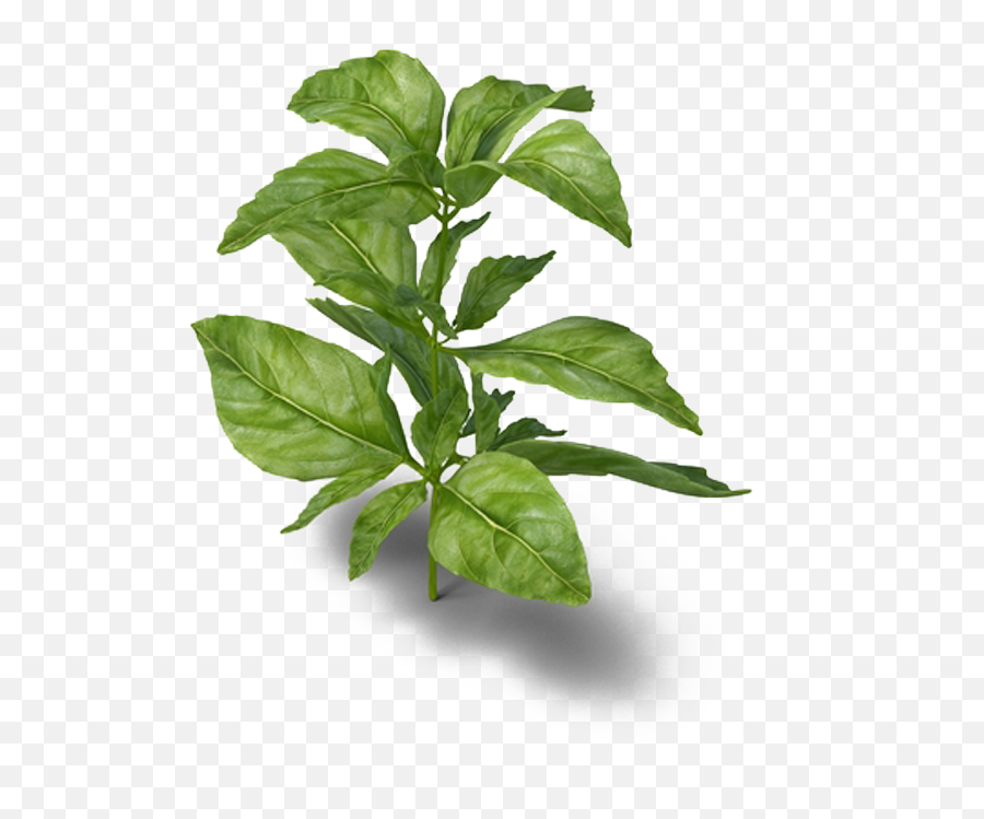 Download Basil Png Image With No - Basil Plants Png,Basil Png