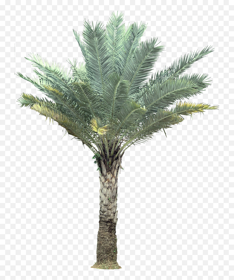 Phoenixs1png 8001002 Plant Pictures Plants Trees To - Pindo Palm Transparent Background,Jungle Plants Png