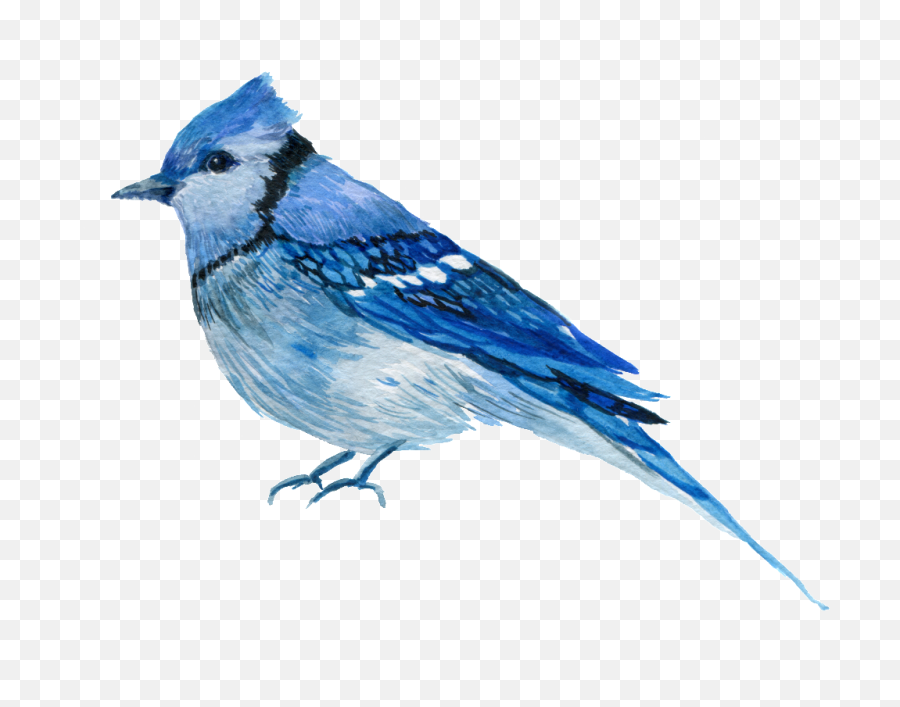 Download Hd Hand Painted One Only Aura Bird Png Transparent - Blue Jay Bird Png,Blue Jay Png