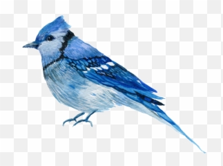 Download Hd Hand Painted One Only Aura Bird Png Transparent - Blue Jay Bird Png,Blue Jay Png